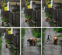 ahhshiirii:   Every day at the same time, she waits for him. He comes and they go for a walk.  o.o  How fucking cuute.