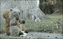 ilymorgannn:   wasp33:  There are two types of squirrels  I JUST LAUGHED SO HARD OMFG  the unexpected ninja squirrel doe 