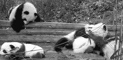 unprotecting:  a-black-white-colourless-life:  homophobics-aregay:  lukeisanostrich:  3xpelled:  you cant not reblog this  I’d like a panda  I’d like to be a panda  ^ same. there so carefree like be jealous mofos im black white and asian, no rasicm