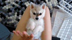 ocellite:  alyssaaraee:  EVERYONE STOP AND REALIZE!! THIS IS A BABY FOX!!!  dfjhsdf 