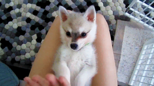 alyssaaraee:  EVERYONE STOP AND REALIZE!! THIS IS A BABY FOX!!! 