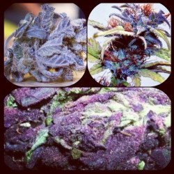 Only the best hydro #herbs #therapy #ganja (Taken with instagram)