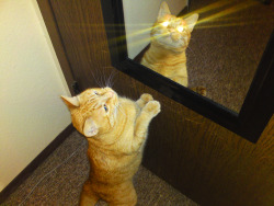 sixty-seven:  grums:  yourdarlinglittlesammy:  I just tried to take a picture with my phone to show my buddy how my cat has become completely enamored with the new mirror on the back of my bedroom door, and instead I seemed to have inadvertently caught