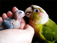 fat-birds:  Pineapple Conure tending to Baby.