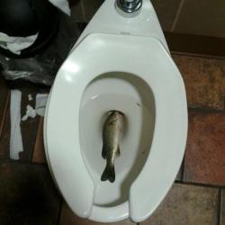 Letsslayagain:  0Mikohakodate:   Zenbab:  Somebody Left A Whole Fish In The Toilet