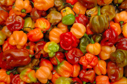 Caribbeanmassive:  Aow:  I Was Raised On These ****S I Love Them  Scotch Bonnet Peppers
