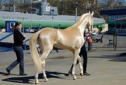 dictatorcat:  annethecatdetective:  justamus:  jimb0slyf3:  The Akhal-Teke’s most notable and defining characteristic is the natural metallic bloom of its coat  Gleaming golden horses..  Is this horse magic? Is it some kind of hornless unicorn? IT IS,