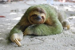 Bog-Burial:  Diatomdiatom:  Sloth And Algae Co-Exist It Is Very Evident That Sloths