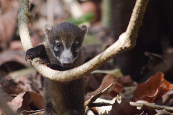Baby coatimundi, again. New favorite animal, for now. Seriously they&rsquo;re soooooo cuuute. I cannot.