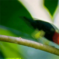 variolite:  colorsoffauna:  Red-capped Manakin - The Moonwalking bird  It is found in Belize, Colombia, Costa Rica, Ecuador, Guatemala, Honduras, Mexico, Nicaragua, Peru and Panama. Its natural habitat is subtropical or tropical moist lowland forests. The