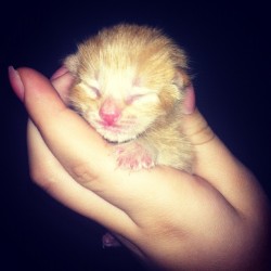 her-royal-bitchassness:  first time mommy let me hold one! #cat #kitten #kittens (Taken with instagram) 