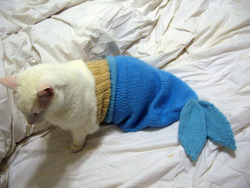camphalfblood-mcnabs:  its-all-about-leveling-up:  cyanidegrrrl:  it’s a catfish  It’s a fucking catfish  no guys its a purrmaid 