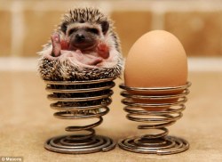 magicalnaturetour:  24 pygmy hedgehogs adopted by animal lover.  Photos by Mason via Mail Online)  