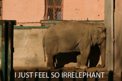 Ice-Cold-Cherry-Coke:  This Just Made My Day, Elephant   Irrelevant = Irrelephant!