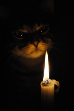 natural-alpha:  rvwiv:  caitallolovesyou: This cat looks like it’s about to tell the best ghost story I’ve ever heard.   Come closer, and Khajiit will tell you stories of days past…  Welcome to the midnight society.