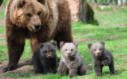 theanimalblog:  Mother Orsa and her three bear cubs explore their open-air enclosure at the Tripsdrill wildlife park near Cleebronn, southern Germany.  Picture: FRANZISKA KRAUFMANN/AFP/Getty Images