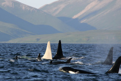 wichmanart:   Rare White Killer Whale Photographed