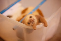 weedpeacelovecraft:  Anybody in the mood for a baby sloth?   bb you know I&rsquo;m always in the mood for a baby sloth.