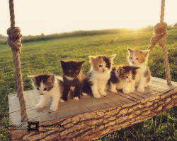 Kittens *.* 