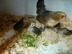 ms-ashri:  Pics of my chickies from…April 10th, two weeks after they were born. Obviously much older than that now…and my other chickens. :)  Doooohhhh chickies ;w; so cuuute.