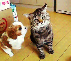mischief-in-221b:  gdirtydime19:  lastmimzy:  The cat’s like WHAT THE FUCK DID YOU BRING HOME  I will always share this LOL  I relate on a spiritual level with the absolute fury in that cat’s face in the last gif 