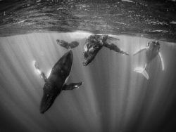 exterum:  (via Humpback Whales Picture, Tahiti Wallpaper - National Geographic Photo of the Day) 
