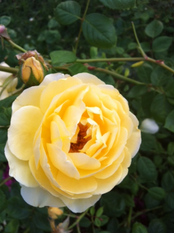 Yellow roses from my grandmas garden,took these tonight via the iphone4