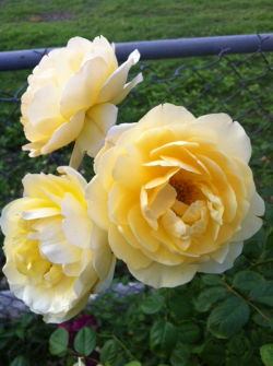 Yellow roses from my grandmas house