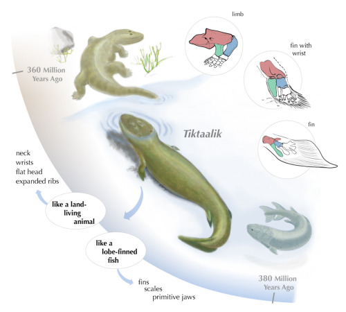 iamlittlei:  paleoillustration:  “Tiktaalik roseae is an intermediate between fish that lived in water and animals that evolved to walk on land. Its fin is like that of fish, but it was capable of propping the body of the animal up, much like a limb”.