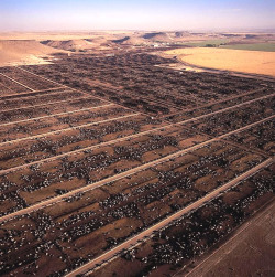 thisisnotsustainable:The Simplot Feedlot in Grandview, Idaho, which covers 750 acres and boasts the largest holding capacity in the United States… 150,000 cows at a time. 2000 gallons of water are needed to make one steak and 16 pounds of grain is needed