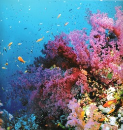 rachelnoellewestrick:  katietheshrimp:  Great Barrier Reef  I want to go diving so bad. 