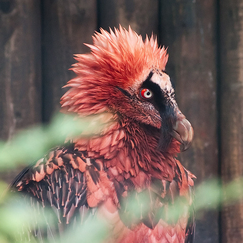 weeabew:  quadruples:  kazul9:  apintofblood:  moniquill:  punkrockmomjeans:   jenkristofu:  So I didn’t know that freaking dragons existed. Just look at them. Just look. They hide under a disguise of feathers and call themselves bearded vultures. But