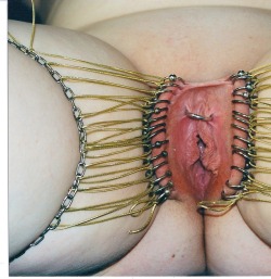 pussymodsgalore  28 piercings with rings in her outer labia, which are then attached by cords to chains around her thighs and stretched wide. She also has a HCH piercing. 