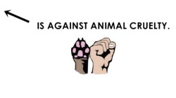 panic-isapain-edone:lunar-gypsy:catandaguin:familiaralien:missingkitsune:eatfithappiness:vegan-vulcan:I didn’t know there were twenty thousand vegans on tumblr!!!You can be against animal cruelty and not be a veganYou can be against animal cruelty and