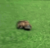 my-ditsy-little-world:  vat1cancame0s:  flutterskies:  everyone stop what you’re doing there’s a platypus on your dash  Reblogging because I don’t think I have ever seen a platypus walk before and…just…squeak.  HOW DID THEY GET THIS MUCH FOOTAGE