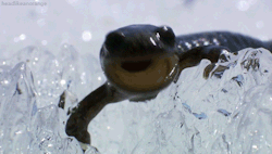 ill-have-that-drink-now:  tellxmebby:  headlikeanorange:  Siberian salamanders have compounds in their blood that enable them to survive temperatures of -45°C(-49F). They can stay frozen solid for years before thawing and reviving as good as new. (Wild