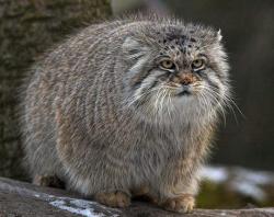 sandsibilings:  butt-fuzz:  wackalope:  wysteria-peacock: My absolute favourite cat ever. This is a manul, or pallas cat. Found in the Afghan mountains, they’re one of the oldest pure-blood cousins of our own goggies.    they look like fat balls of