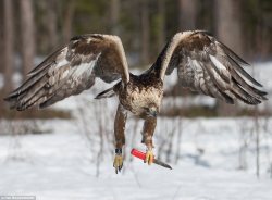 archiemcphee: From the Department of Awesome Once-In-A-Lifetime Photo Ops come these incredible shots of a mighty Golden Eagle wielding a knife. Yep, that’s pretty freaking awesome. Dutch photographer Han Bouwmeester was using the knife to slice off