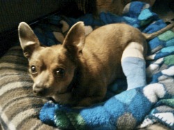 nigga-chan:  hickspanic:  marmalade-maid:   This is Charlie, my 4 year old chihuahua and my best friend. This past Wednesday, he took a dive off the back of our couch and dislocated his tarsal bone, tearing the tendons in his lower back leg. Due to this,