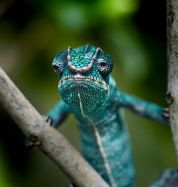 earthlynation:  Panther Chameleon by TheGardensofEden