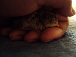 dragonnaga:  7 hatched yesturday and are a day old barely, they are very tiny. there is at least one or two that are gambel’s quails and the rest are california valley quails.    *Insert that story I always tell of when I saw California quail chicks*