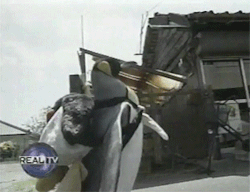   [x] If you want to see him go to the fish store.  Oh God, this was on TV years ago and my family still talk about it! He’s a wee penguin who lives in Japan; he was rescued by a Japanese fisherman, and ended up going home to live with the family. They