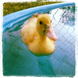 Ducky Ducky :) (Taken with instagram)
