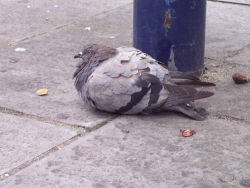 ianthe:  theepichumor:  so there’s a pigeon i used to pass by in my old neighborhood all the time and he was really fat because people would just toss him food and literally he sat in the middle of the sidewalk and people would just step over him, he