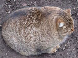 ehwonn:  jinzino:   that’s not even a cat it’s like a bowling ball  I want it  scientists have recently discovered a new type of potato that takes form in a very familiar type of feline. 