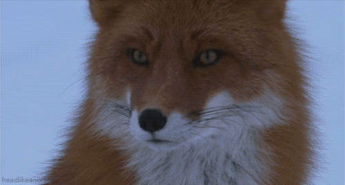 hitlersasshole:  lroninfidel:   Male fox reacting to seeing a female fox.  &ldquo;wOAH