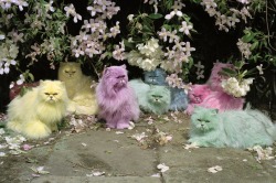 stopdropandvogue:  Tim Walker’s Pastel Cats &ldquo;A lot of people get confused when they see this image. They think it was done by computer, but we actually took pigment powder, mixed it with talc to get the right ice-cream pastel colours, and brushed