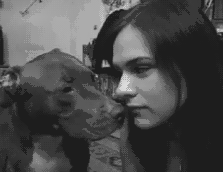 f-e-r-i-d-a:  buckerz101:   thaddeusgrey: you see guys? Pitt bulls are vicious monsters! Look at this animal, blatantly attacking this poor girl’s face!  OHHH THE HORROR!!  omg i fucking hate pit bulls they are monsters look how he attacked her oh my…FUCK