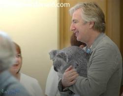 erosapollo:  baracudaboy:  mithranda:  Alan Rickman holding a Koala. Every argument is invalid.  my dash is being amazing right now  THIS IS GLORIOUS  