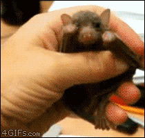 rosiedoestumblr:  firegrowshigher:  Everybody stop everything. It’s a YAWNING BAT.  God, I love these little fuckers! Look at it! It’s so adorable!  AWWW BB.